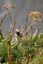 Atlantic puffin in grassy vegetation, Iceland