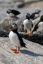 Atlantic Puffin Guarding Territory on Maine Island