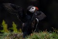 Atlantic Puffin with his wings out and spanned, in Iceland Royalty Free Stock Photo