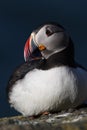 Atlantic puffin, Iceland Royalty Free Stock Photo