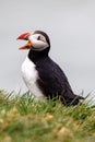 Atlantic Puffin in Iceland Royalty Free Stock Photo