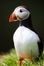 Atlantic puffin in Iceland Royalty Free Stock Photo