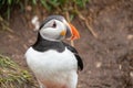 Atlantic Puffin in Iceland, near its burrow, standing Royalty Free Stock Photo