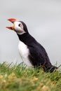 Atlantic Puffin in Iceland Royalty Free Stock Photo