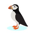 Atlantic puffin icon, polar bird with colorful beak isolated on white background, species of seabird, vector Royalty Free Stock Photo