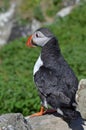 Atlantic Puffin, Isle of Lunga, Argyll, Scotland. Royalty Free Stock Photo