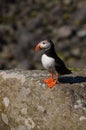 Atlantic Puffin, Isle of Lunga, Argyll, Scotland. Royalty Free Stock Photo