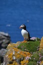 Atlantic Puffin, Isle of Lunga, Argyll, Scotland. Royalty Free Stock Photo