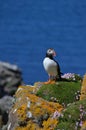 Atlantic Puffin, Isle of Lunga, Argyll, Scotland.