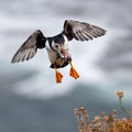 Atlantic puffin landing with catch of sand eels on the island of Lunga Royalty Free Stock Photo