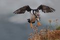 Atlantic puffin landing with catch of sand eels on the island of Lunga Royalty Free Stock Photo