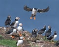 Atlantic puffin landing at nesting colony