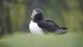 Atlantic Puffin looking around in Skomer Island cliffy coast