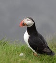 Atlantic puffin looking left, close-up