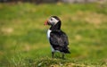 Atlantic Puffin on the lookout on Lunga Island in Scotland Royalty Free Stock Photo