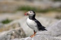 Atlantic Puffin on Machias Seal Island