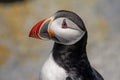 Atlantic Puffin on Machias Seal Island