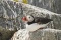 Atlantic Puffin on Machias Seal Island