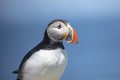 Atlantic Puffin on Machias Seal Island