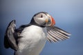 Atlantic Puffin on Machias Seal Island