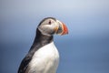 Atlantic Puffin on Machias Seal Island