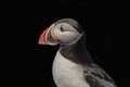 Atlantic Puffin on Machias Seal Island