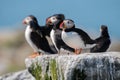 Atlantic Puffin in Maine Royalty Free Stock Photo