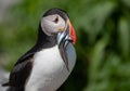 Atlantic Puffin in Maine Royalty Free Stock Photo