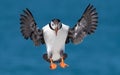 Atlantic Puffin off the Coast of Maine Royalty Free Stock Photo