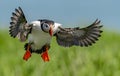 Atlantic Puffin off the Coast of Maine Royalty Free Stock Photo