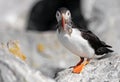 Atlantic Puffin off the Coast of Maine Royalty Free Stock Photo