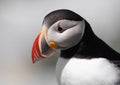 Atlantic Puffin off the Coast of Maine Royalty Free Stock Photo