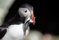 Atlantic Puffin off the Coast of Maine Royalty Free Stock Photo