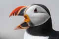 Atlantic Puffin Royalty Free Stock Photo