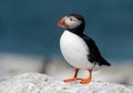 Atlantic Puffin in Maine