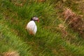 Atlantic puffin on the meadow , Gjogv, Faroe Islands