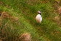 Atlantic puffin on the meadow , Gjogv, Faroe Islands