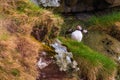 Atlantic puffin on the meadow , Gjogv, Faroe Islands