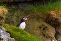 Atlantic puffin on the meadow , Gjogv, Faroe Islands