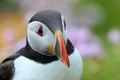 Atlantic puffin Royalty Free Stock Photo