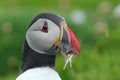 Atlantic puffin Royalty Free Stock Photo