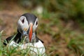 Atlantic puffin with a mouthful of sandeel fish freshly caught in Iceland Royalty Free Stock Photo