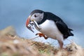 Atlantic puffin on the move with catch of sand eels on the island of Lunga Royalty Free Stock Photo