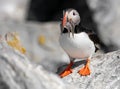 Atlantic Puffin off the Coast of Maine Royalty Free Stock Photo