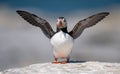 Atlantic Puffin in Maine Royalty Free Stock Photo