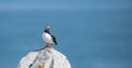 Atlantic Puffin off the Coast of Maine Royalty Free Stock Photo