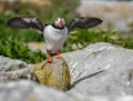 Atlantic Puffin off the Coast of Maine Royalty Free Stock Photo