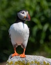 Atlantic Puffin off the Coast of Maine Royalty Free Stock Photo