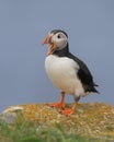 Atlantic puffin with open mouth Royalty Free Stock Photo