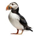 Atlantic Puffin with Orange Beak and Black and White Feathers Royalty Free Stock Photo